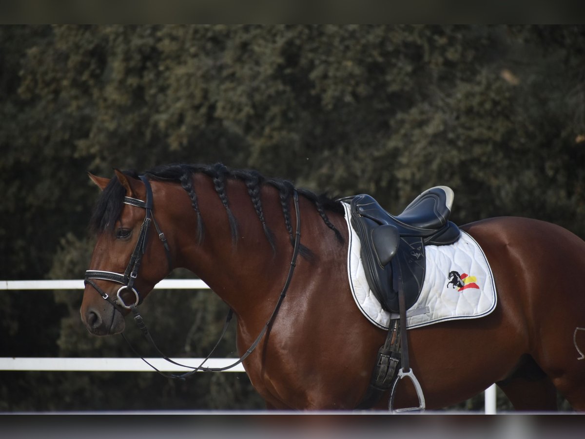 PRE Mix Stallion 3 years 16 hh Brown in El Real De La Jara PRE Mix Stallion 3 years 16 hh Brown in El Real De La Jara