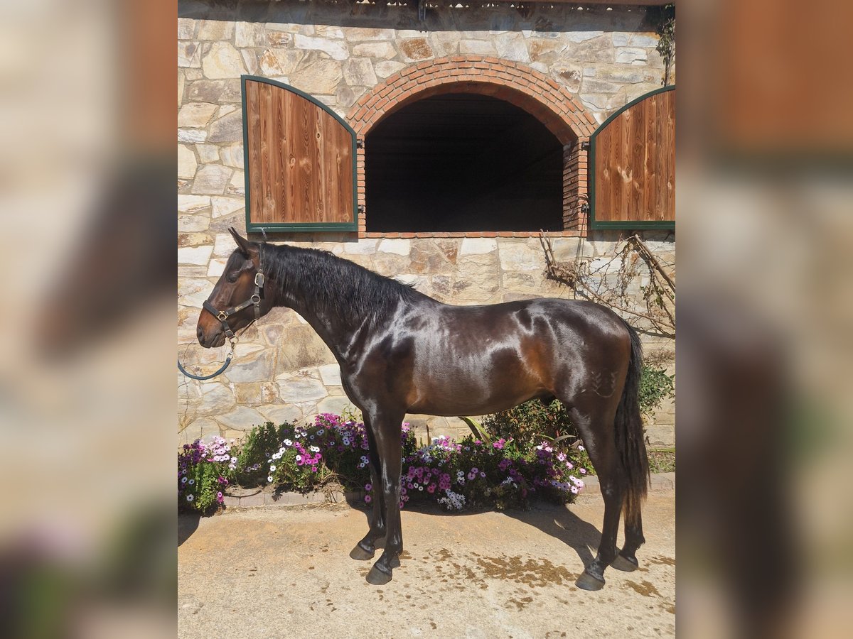 PRE Mix Stallion 3 years 16 hh Brown in Sant Esteve De Palautordera