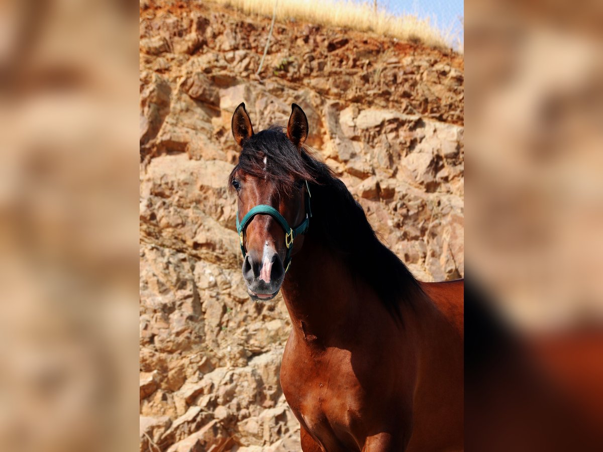 PRE Stallion 3 years 16 hh Brown in M&#xE1;laga