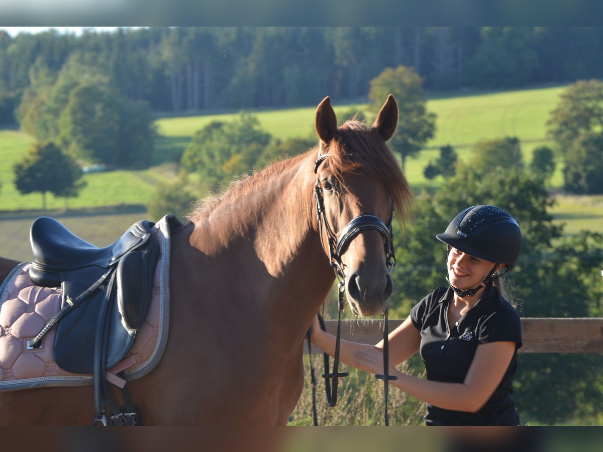 PRE Stallion 3 years 16 hh Chestnut-Red in Grebenhain