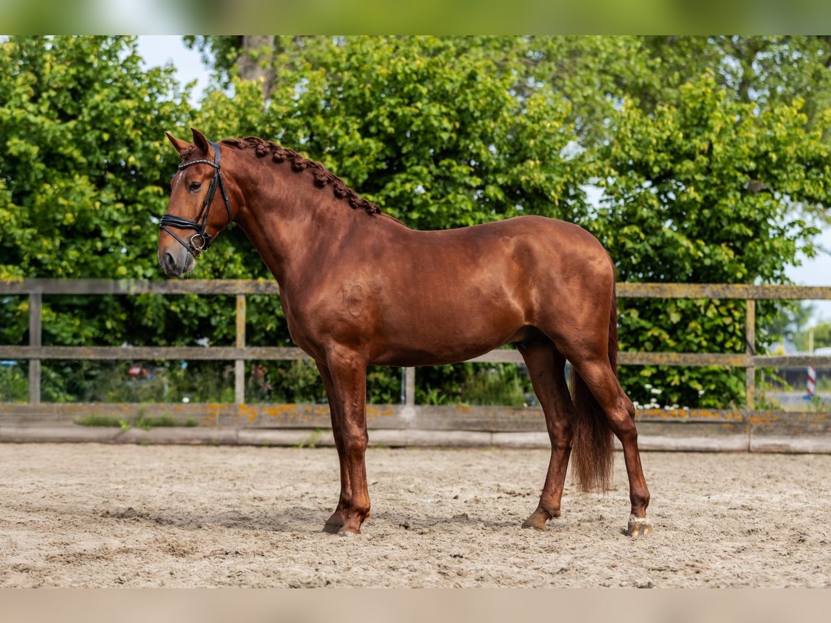 PRE Stallion 3 years 16 hh Chestnut-Red in Sm