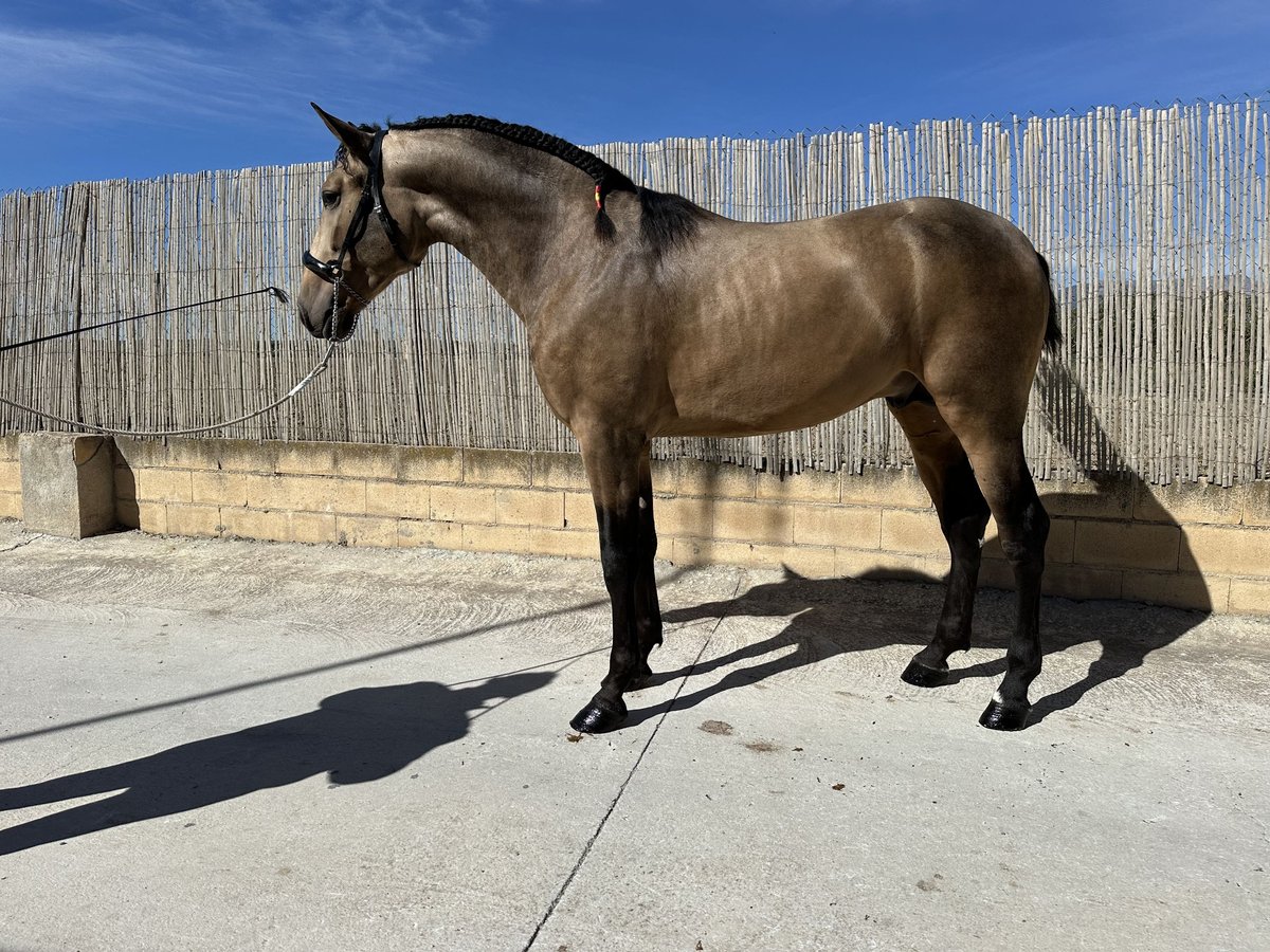 PRE Stallion 3 years 16 hh Dun in Valderrubio