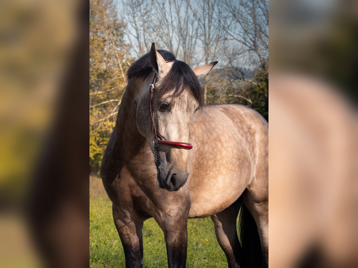 PRE Mix Stallion 3 years 16 hh Dun in CAUMONT