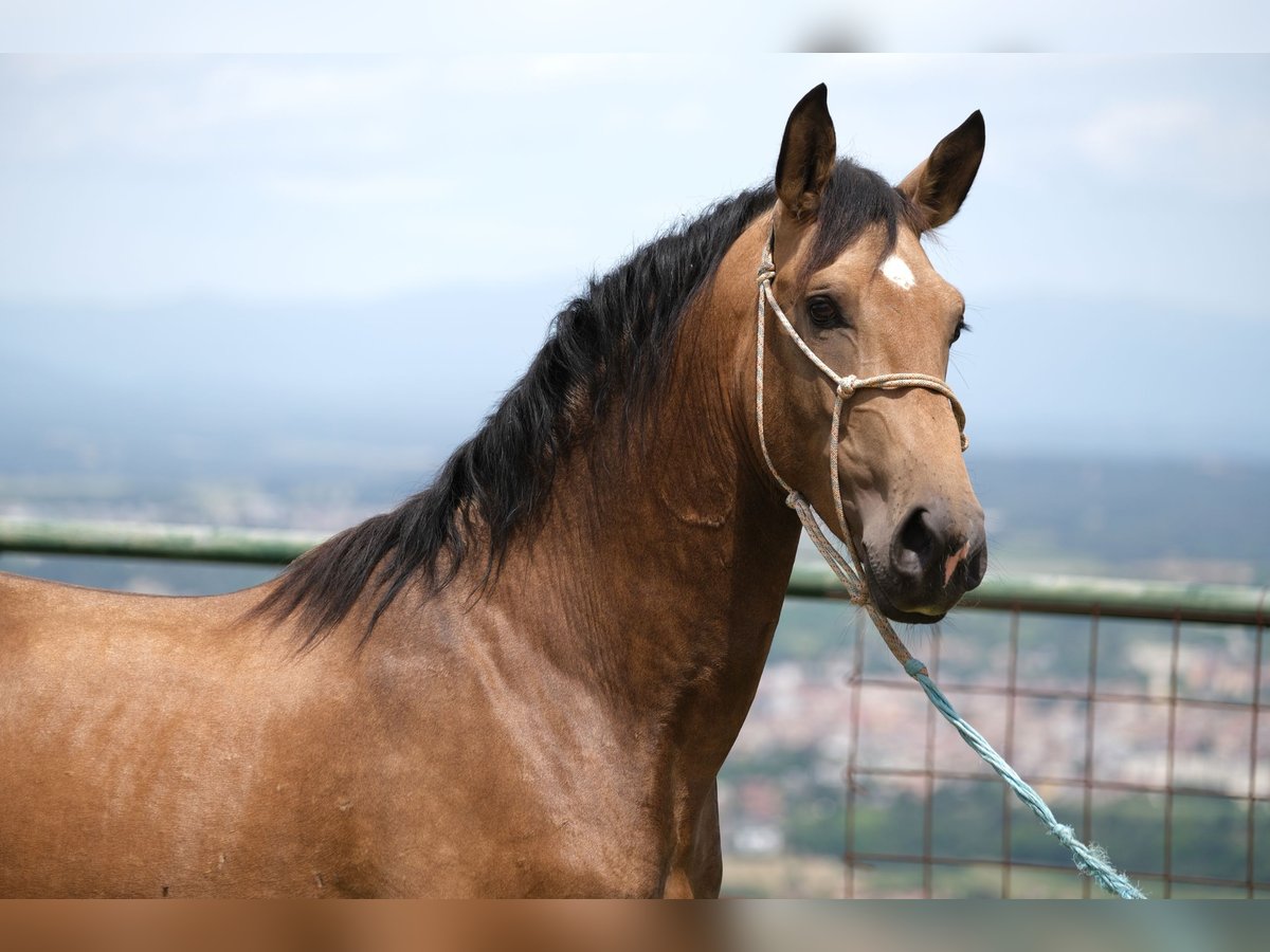 PRE Mix Stallion 3 years 16 hh Dun in Hamburg