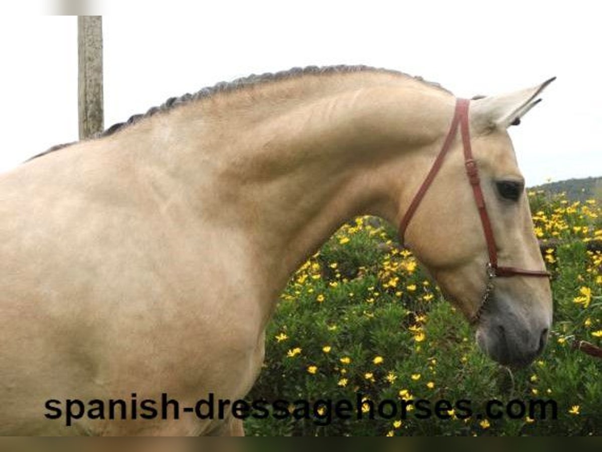 PRE Mix Stallion 3 years 16 hh Dun in Barcelona