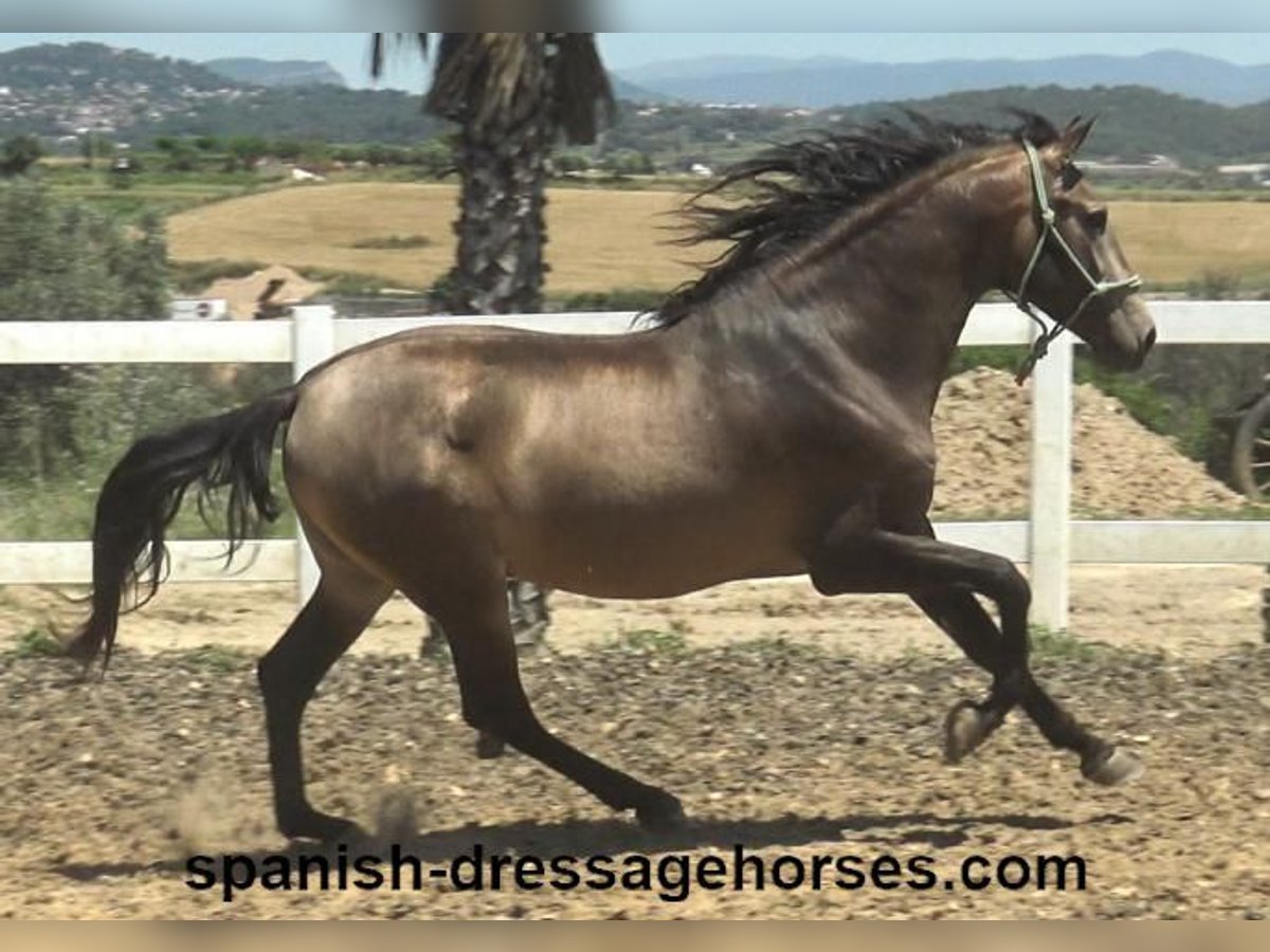 PRE Mix Stallion 3 years 16 hh Dun in Barcelona