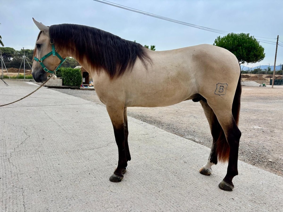 PRE Mix Stallion 3 years 16 hh Dun in Hamburg