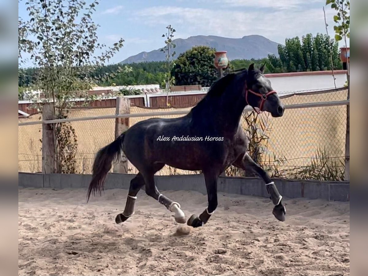 PRE Mix Stallion 3 years 16 hh Gray in Sevilla