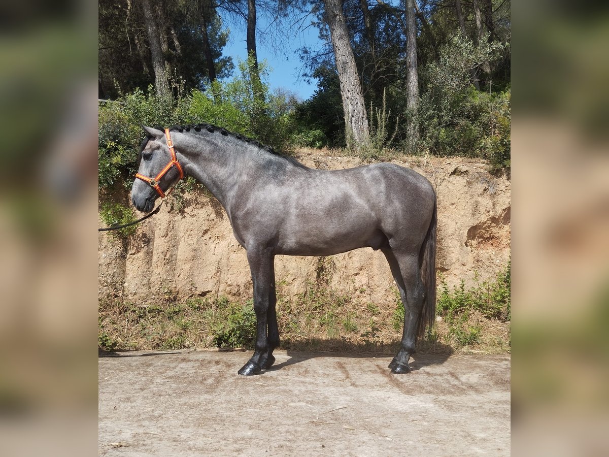PRE Mix Stallion 3 years 16 hh Gray in Terrassa