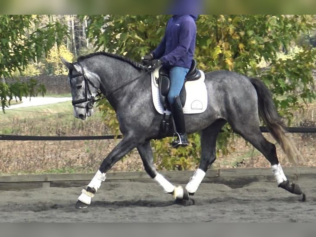 PRE Mix Stallion 3 years 16 hh Gray in Barcelona