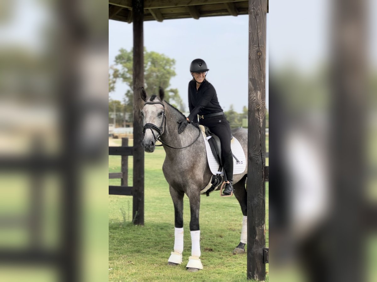 PRE Stallion 3 years 16 hh Gray in Sevilla