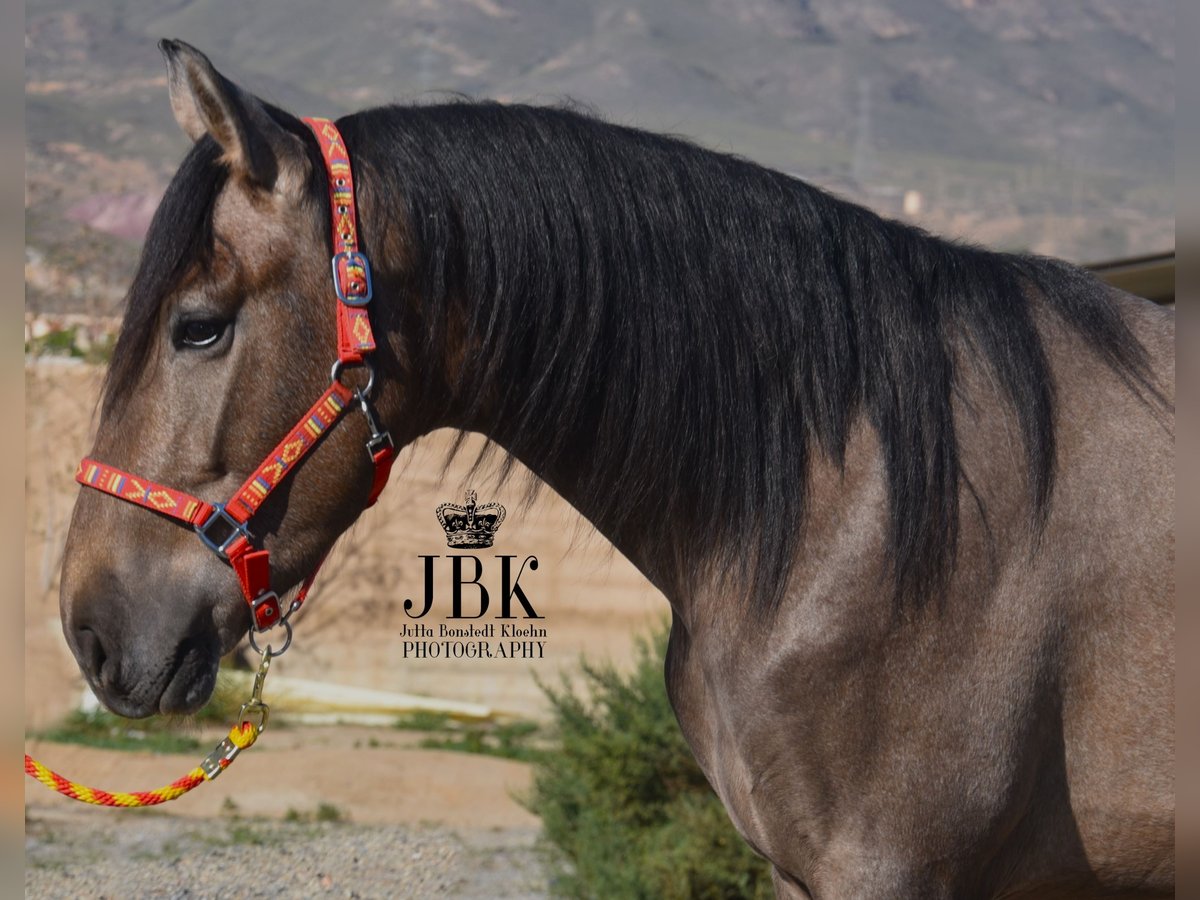 PRE Stallion 3 years 16 hh Gray in Tabernas Almeria