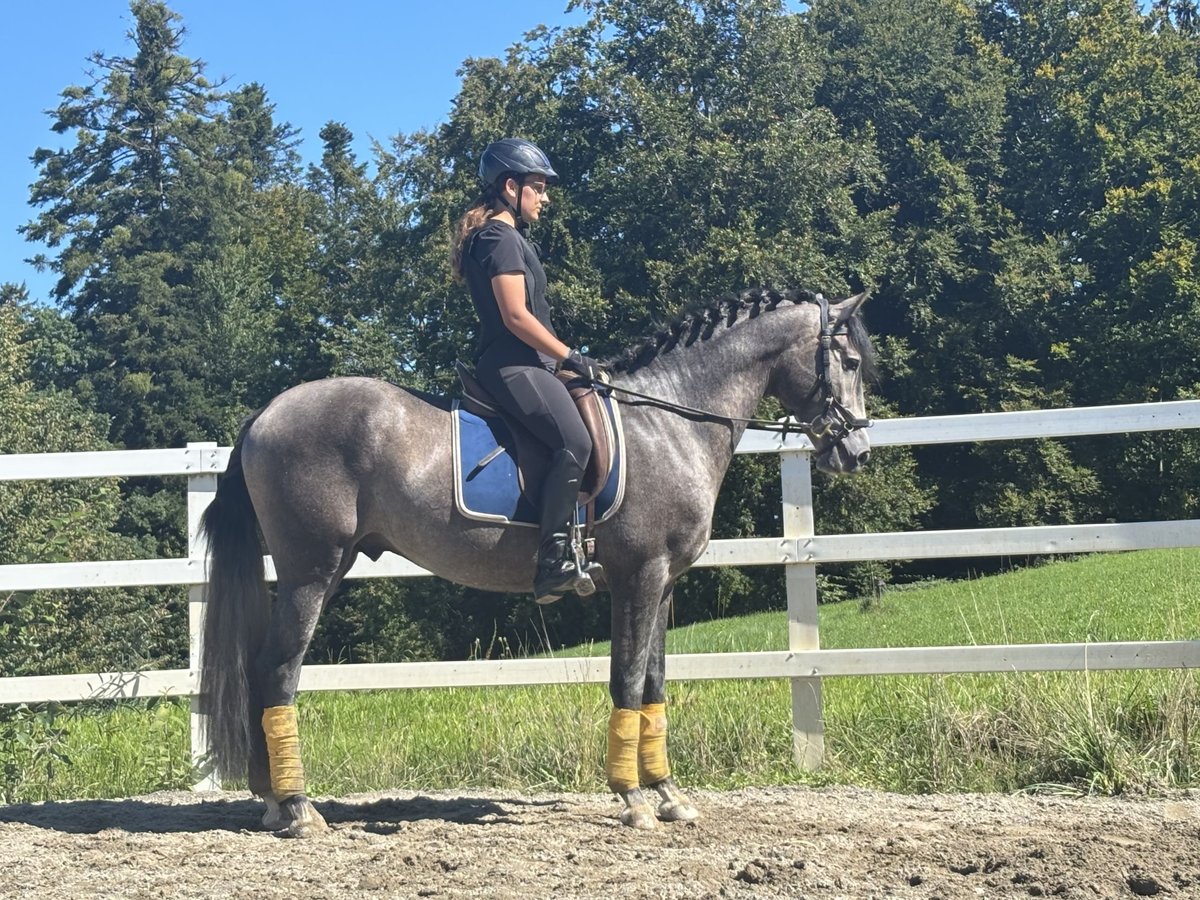 PRE Stallion 3 years 16 hh Grey-Dark-Tan in Sigmarszell