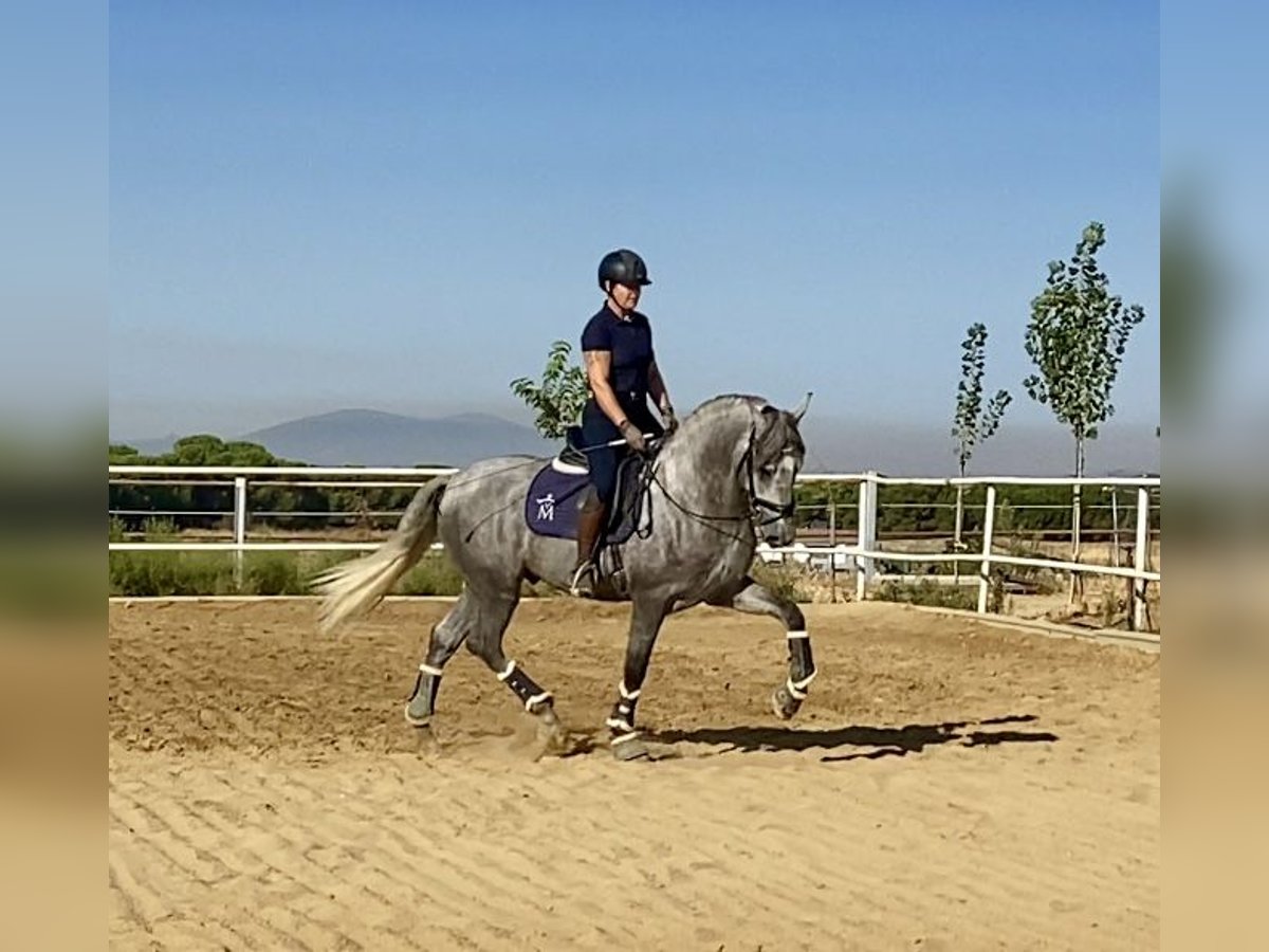 PRE Mix Stallion 3 years 16 hh Grey in Warendorf PRE Mix Stallion 3 years 16 hh Grey in Warendorf