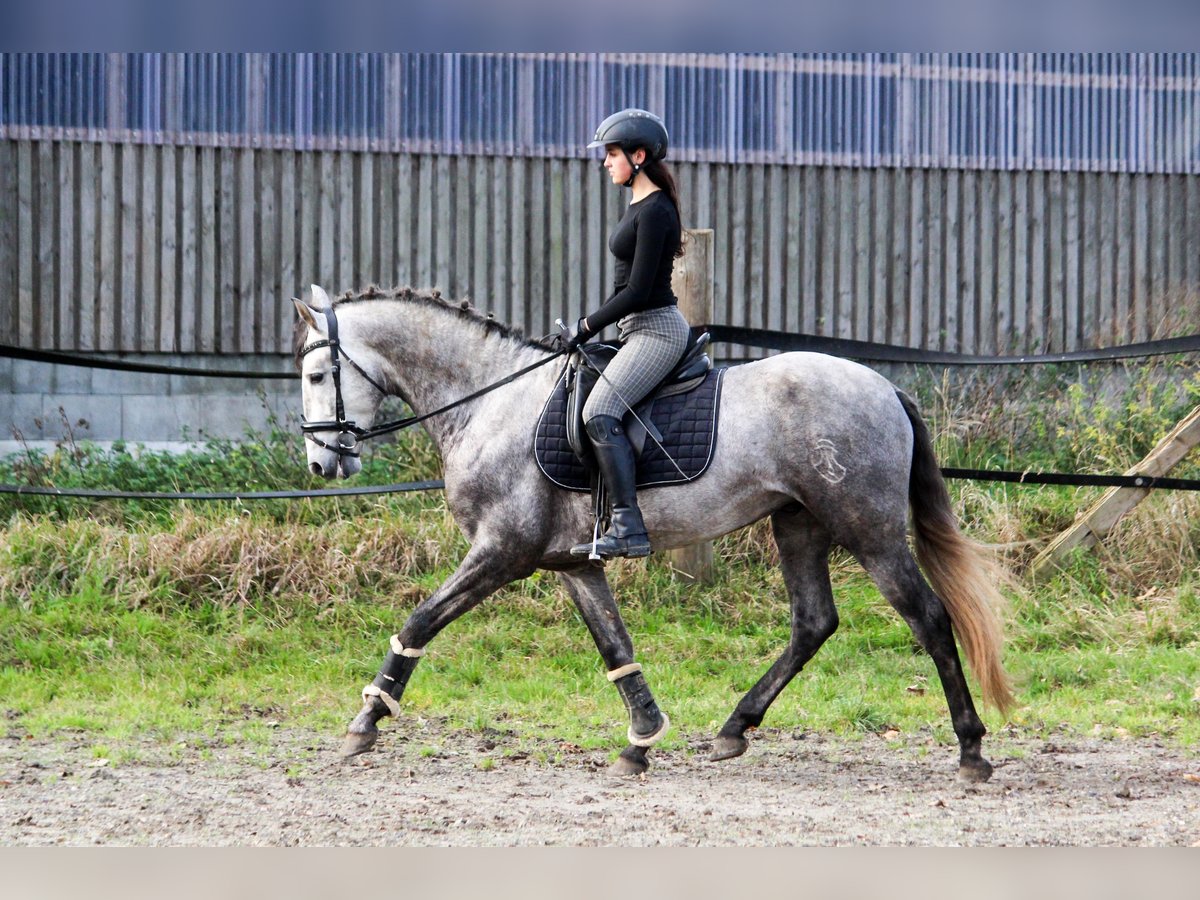 PRE Mix Stallion 3 years 16 hh Grey in Wremen
