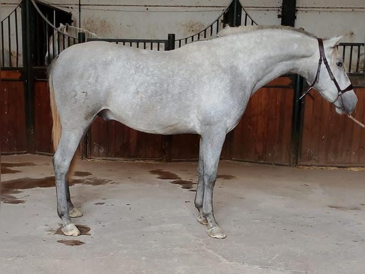 PRE Mix Stallion 3 years 16 hh Grey in AlcoluMalaga