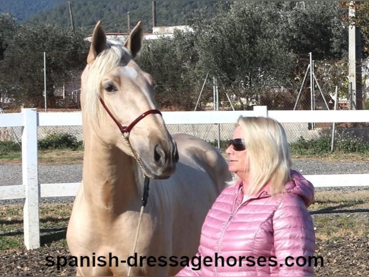 PRE Stallion 3 years 16 hh Palomino in Barcelona