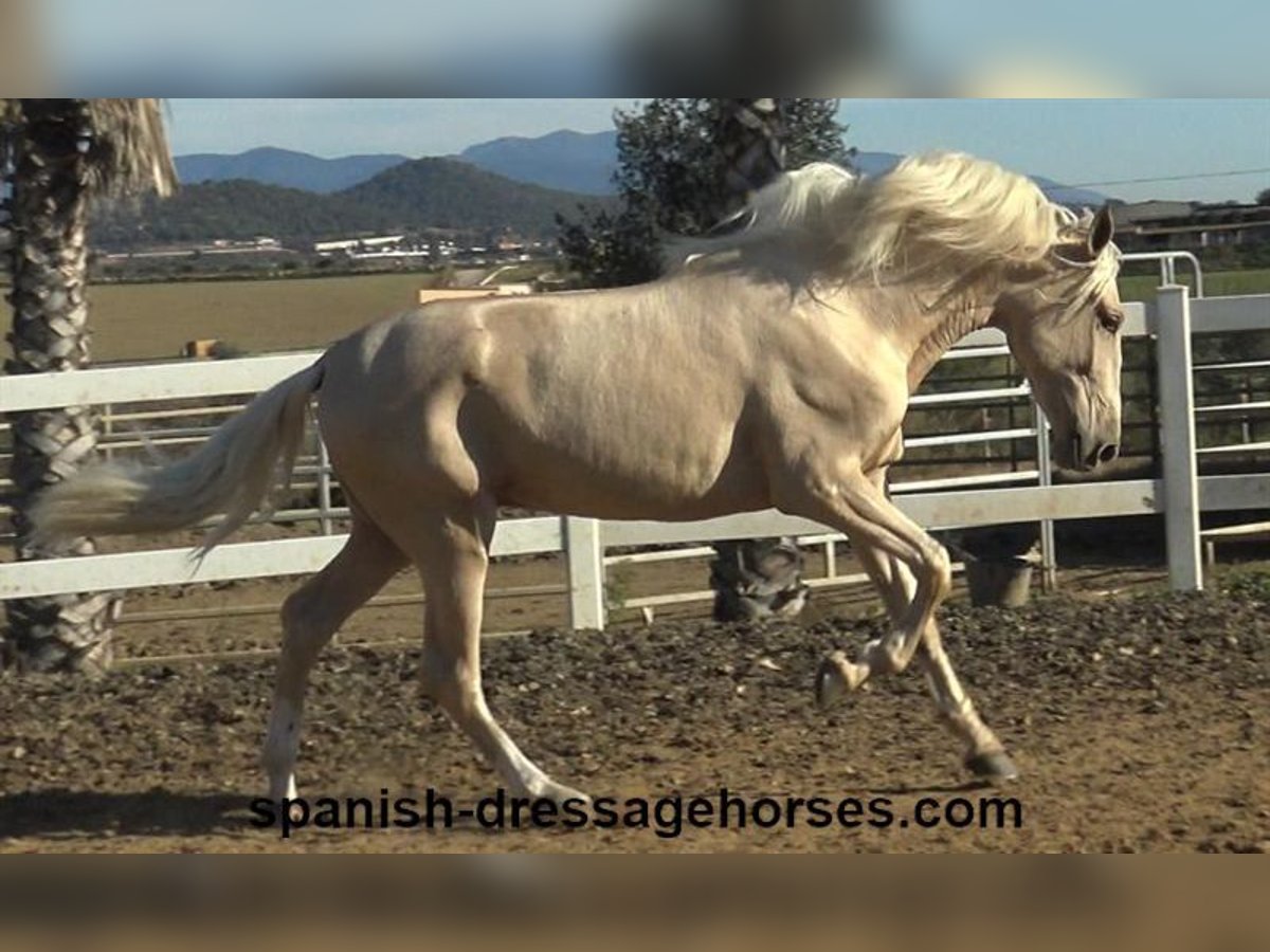 PRE Stallion 3 years 16 hh Palomino in Barcelona