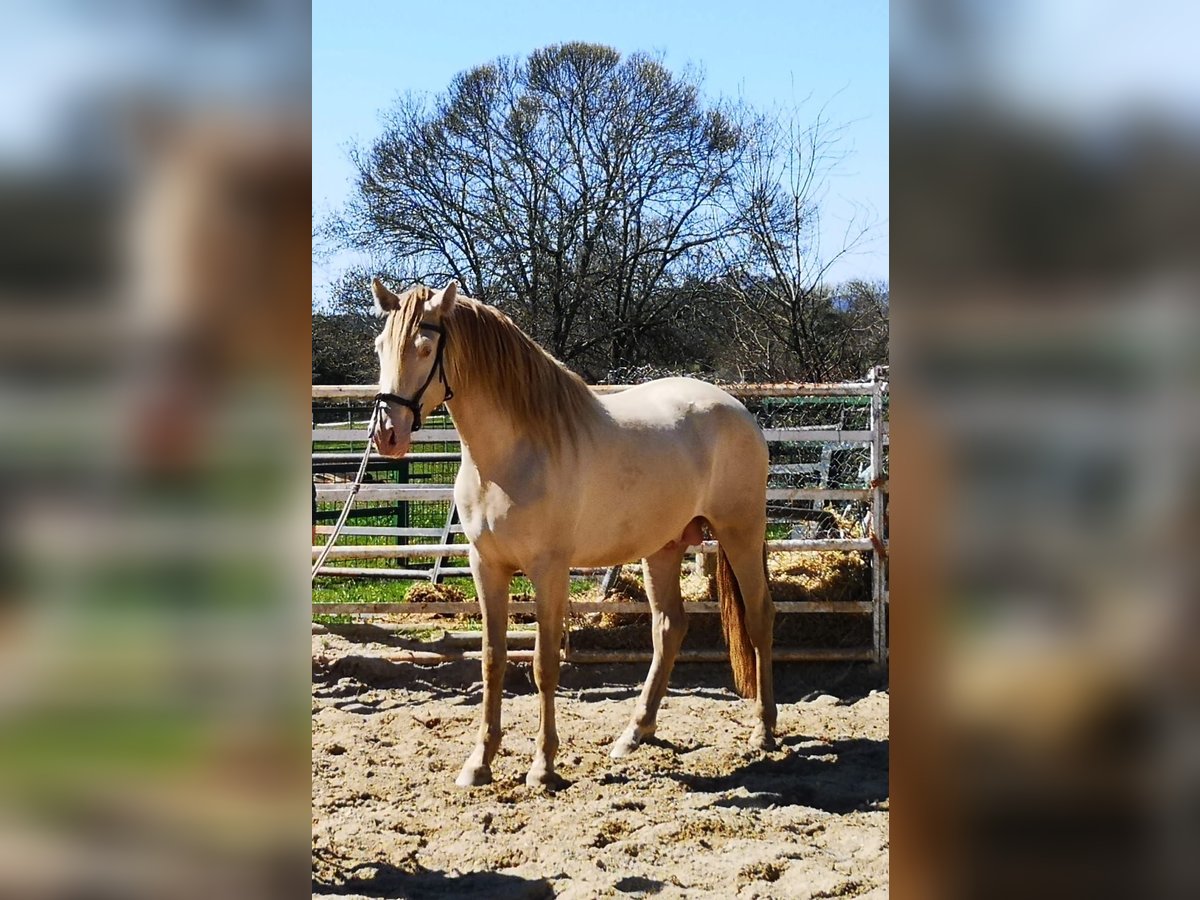 PRE Stallion 3 years 16 hh Pearl in Madrid