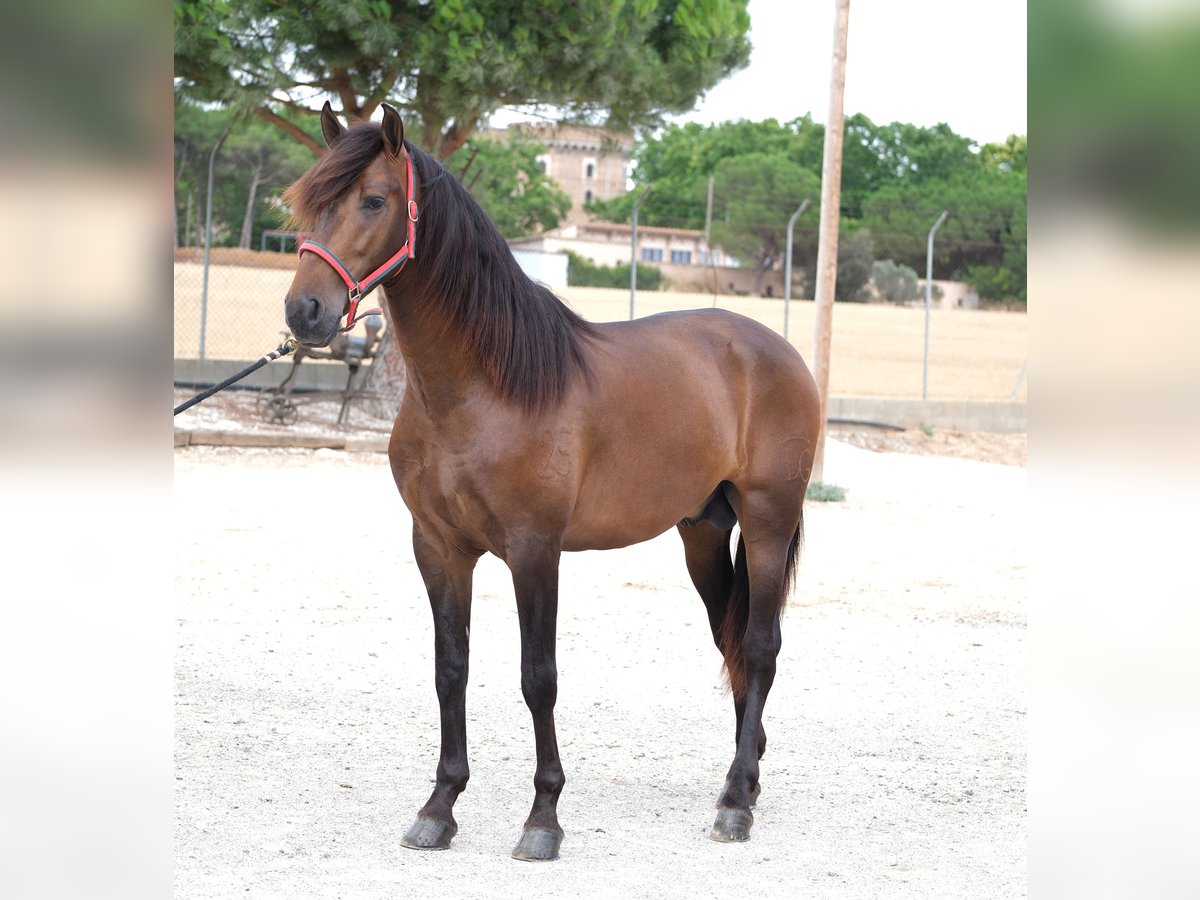 PRE Mix Stallion 3 years 16,1 hh Bay-Dark in Hamburg