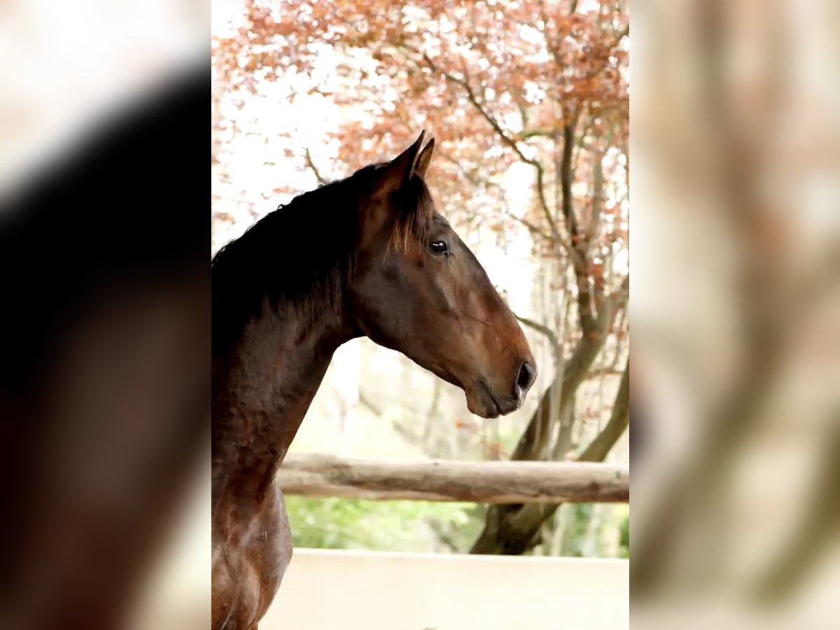 PRE Stallion 3 years 16,1 hh Bay-Dark in Castello D&#39;Empuries