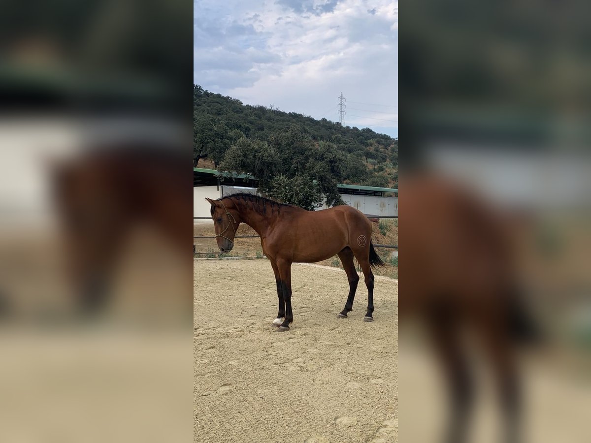 PRE Stallion 3 years 16,1 hh Bay in Cordoba