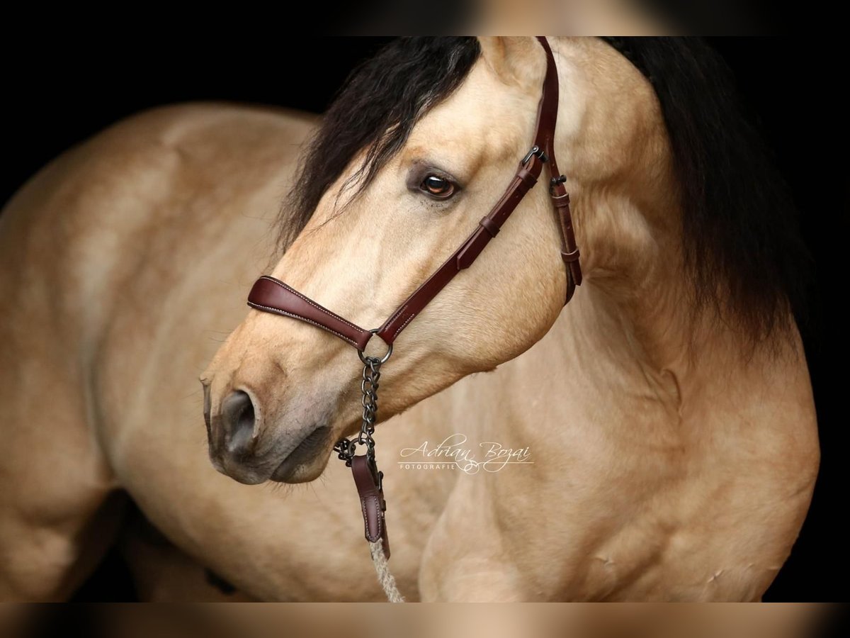 PRE Mix Stallion 3 years 16,1 hh Dun in Sigmarszell