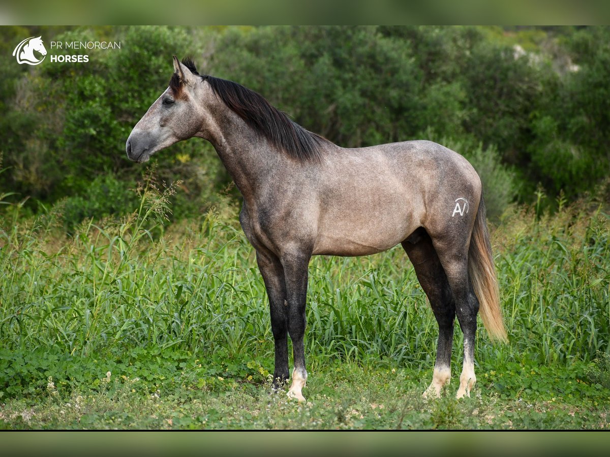 PRE Stallion 3 years 16,1 hh Grey in Menorca