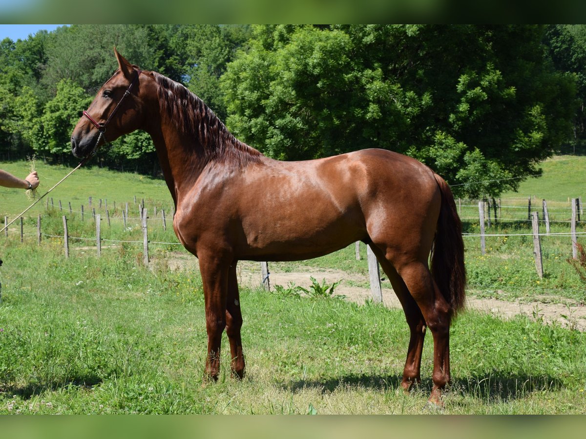 PRE Stallion 3 years 16,2 hh Chestnut-Red in CAUMONT