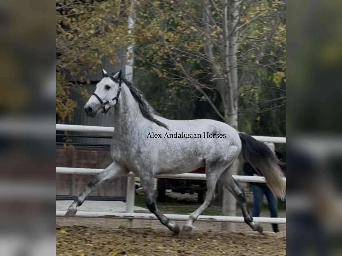 PRE Mix Stallion 3 years 16,2 hh Grey in Sevilla