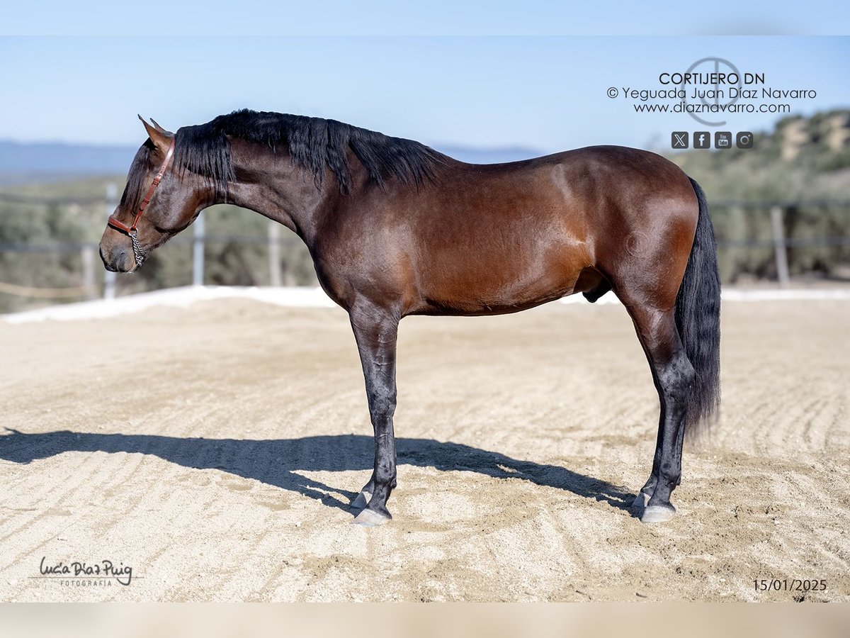 PRE Stallion 3 years 16,3 hh Brown in Arjona