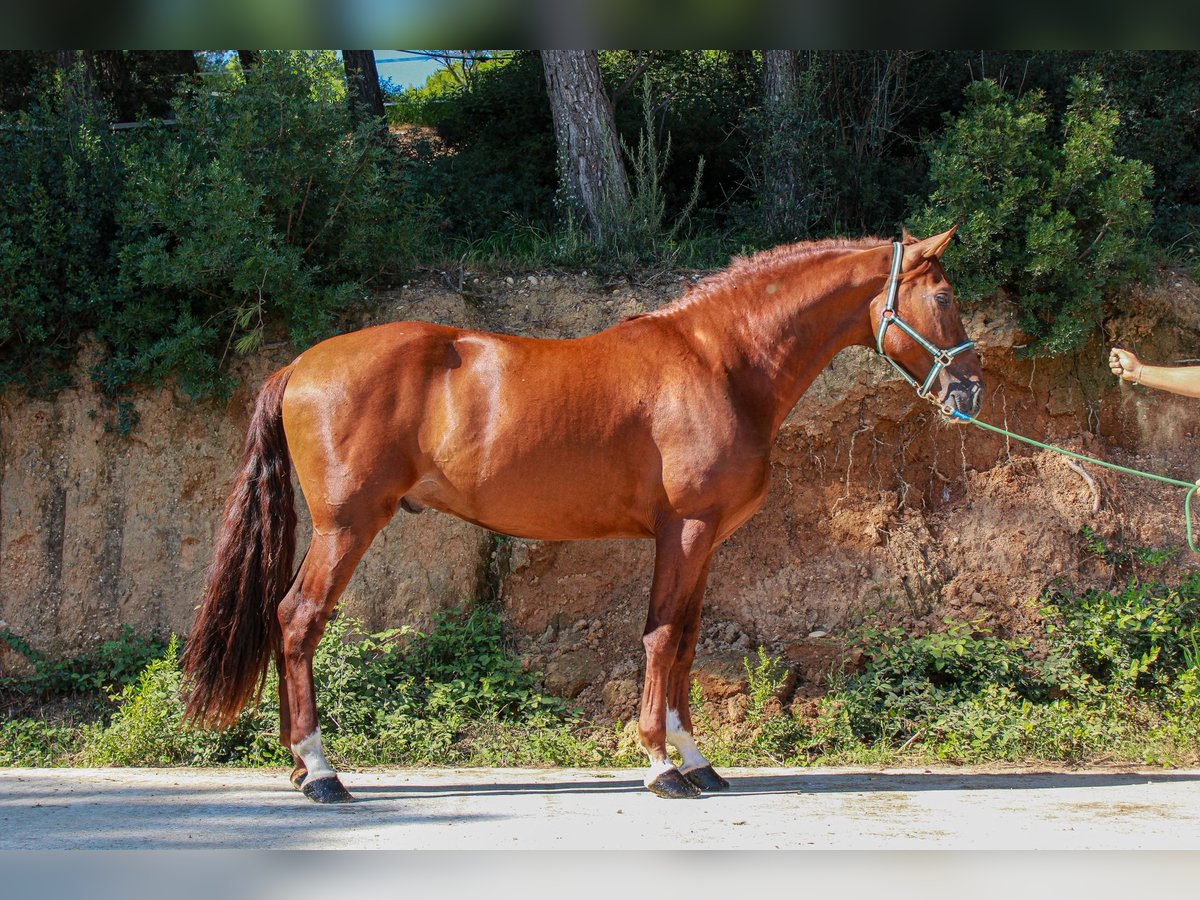 PRE Mix Stallion 3 years 16,3 hh Sorrel in Terrassa