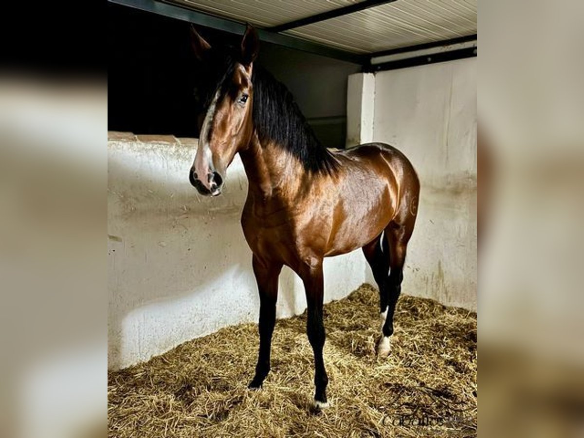 PRE Stallion 3 years 17 hh Brown in Malaga