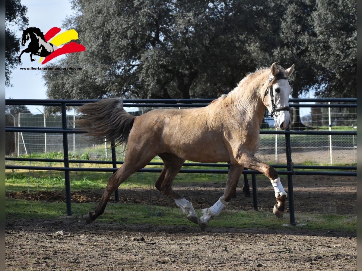 PRE Stallion 3 years 17 hh Can be white in El Real De La Jara,Sevilla