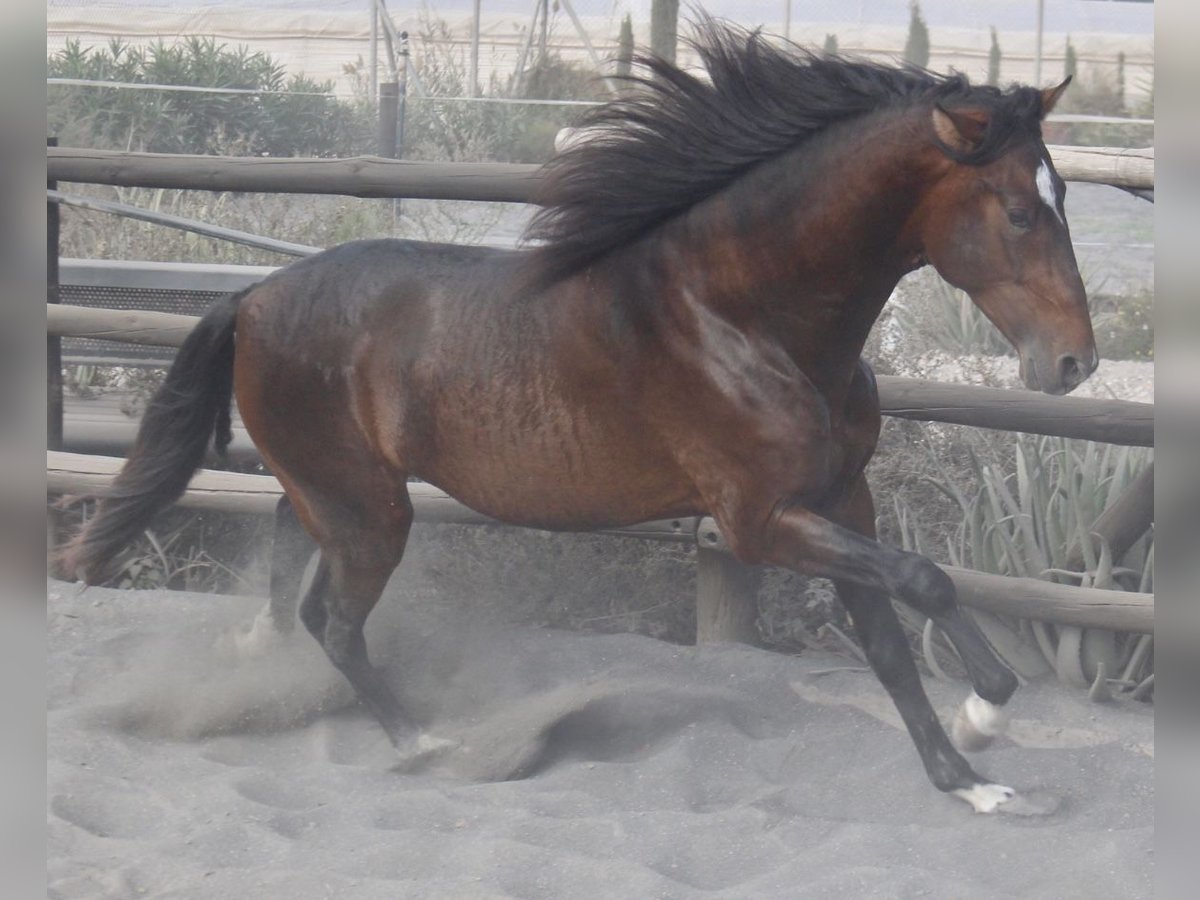 PRE Mix Stallion 3 years 17 hh in Almerimar