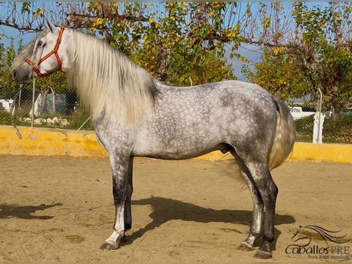 PRE Mix Stallion 3 years 17 hh Gray in Barcelona