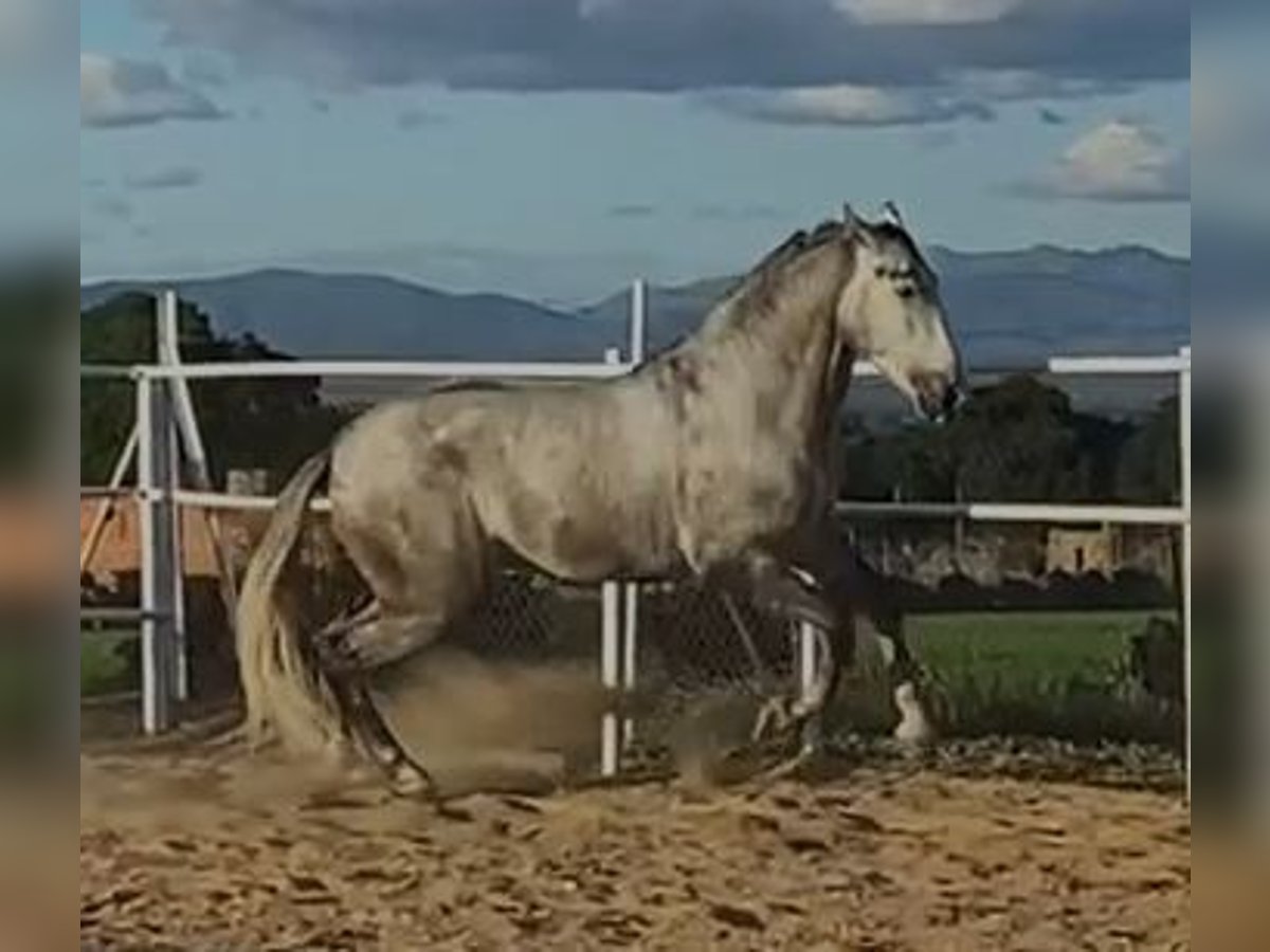 PRE Stallion 3 years 17 hh Grey in Navalvillar De Pela