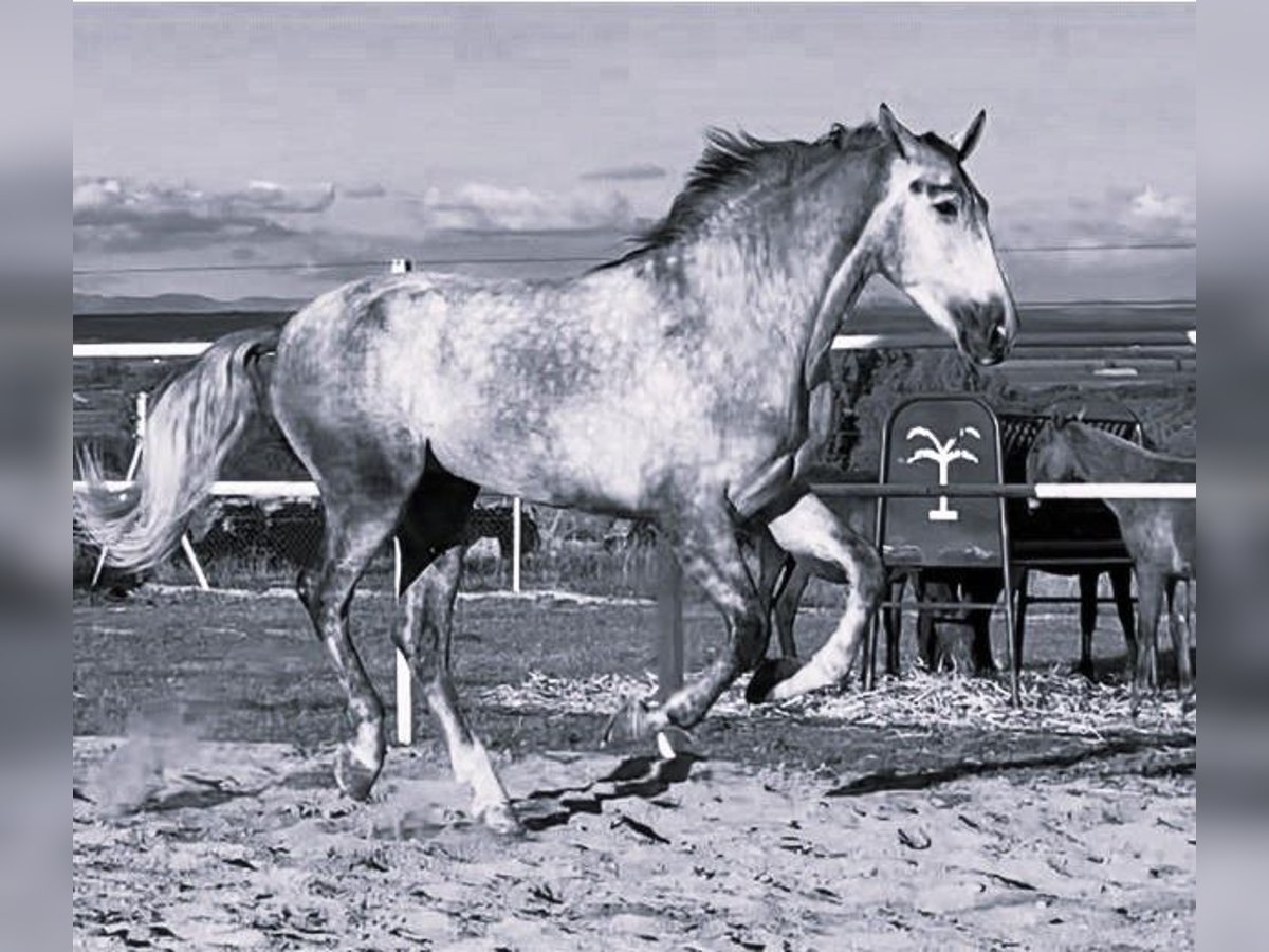 PRE Stallion 3 years 17,1 hh Grey in Navalvillar De Pela