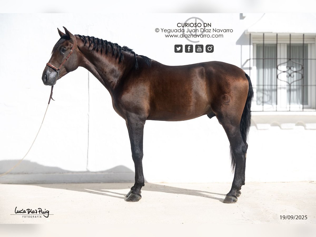 PRE Mix Stallion 3 years 17,2 hh Brown in Arjona