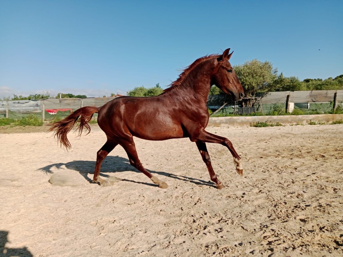 PRE Stallion 3 years Chestnut in Navarra