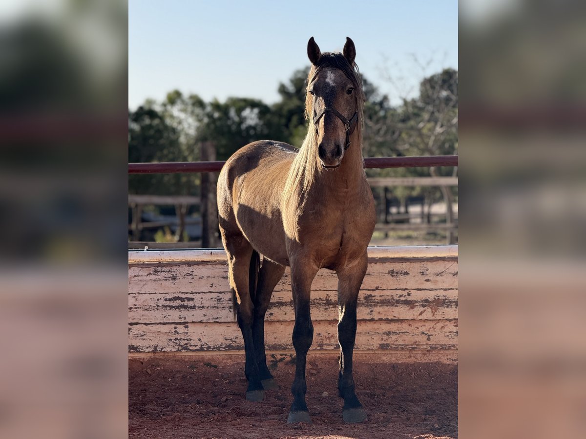 PRE Mix Stallion 3 years Grey in Fuendetodos PRE Mix Stallion 3 years Grey in Fuendetodos