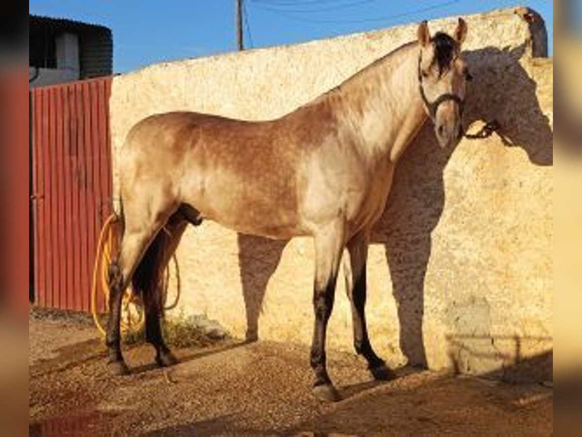 PRE Mix Stallion 3 years Overo-all-colors in Malaga