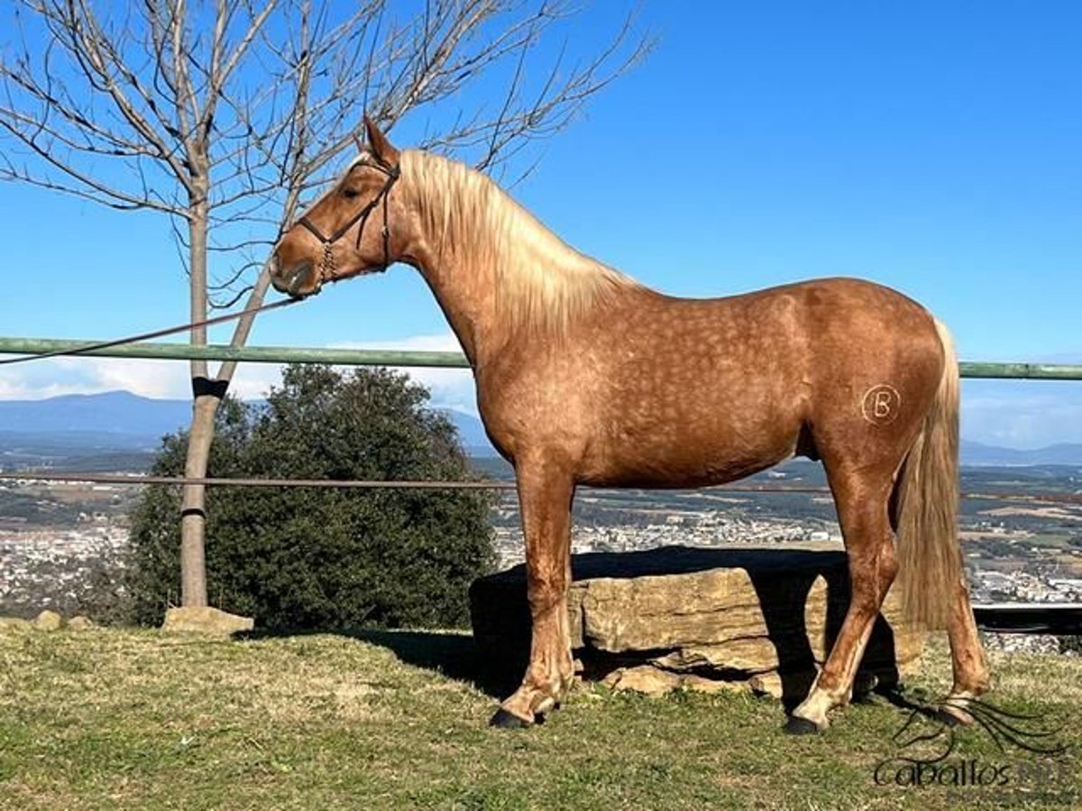 PRE Stallion 3 years Palomino in Girona