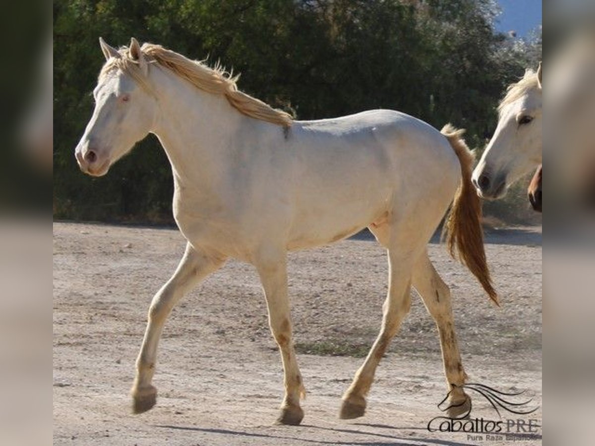 PRE Stallion 3 years Perlino in Alicante