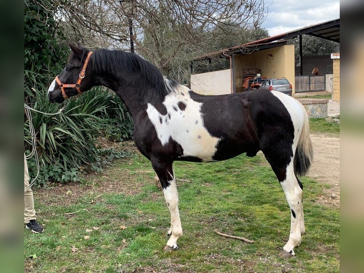 PRE Mix Stallion 3 years Pinto in Avila