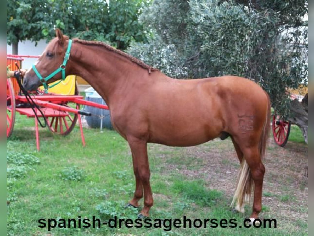 PRE Mix Stallion 4 years 15,1 hh Chestnut-Red in Barcelona