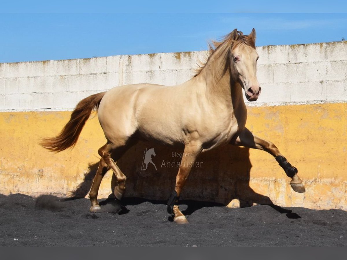 PRE Stallion 4 years 15,1 hh Pearl in Provinz Granada