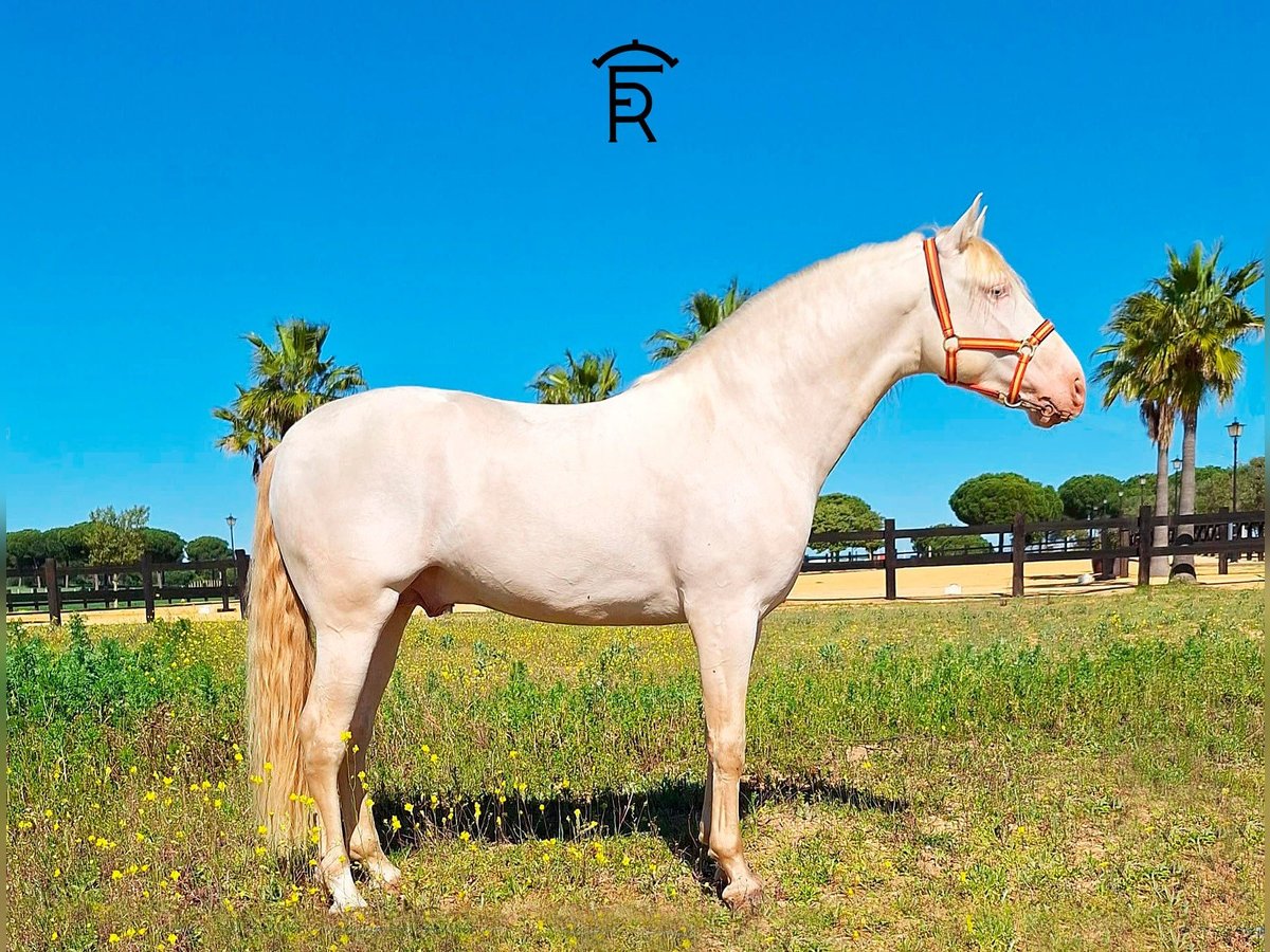 PRE Stallion 4 years 15,1 hh Perlino in Villarrasa - Huelva