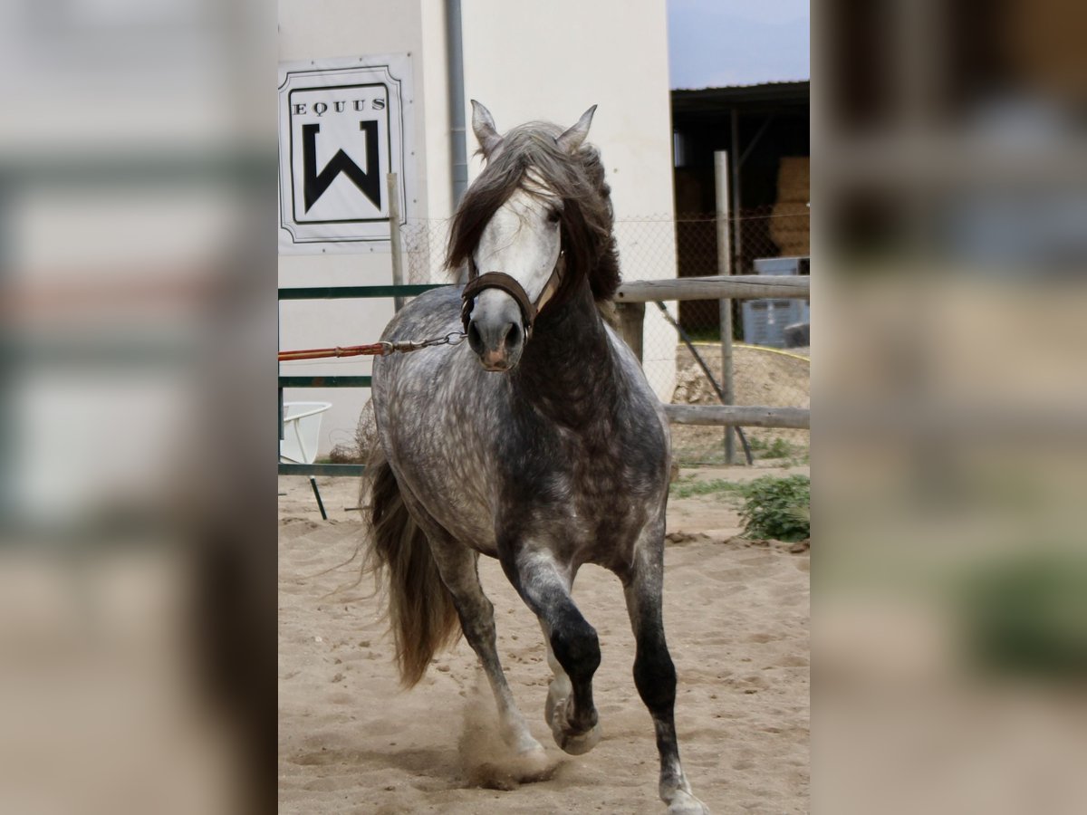 PRE Mix Stallion 4 years 15,2 hh in Almerimar