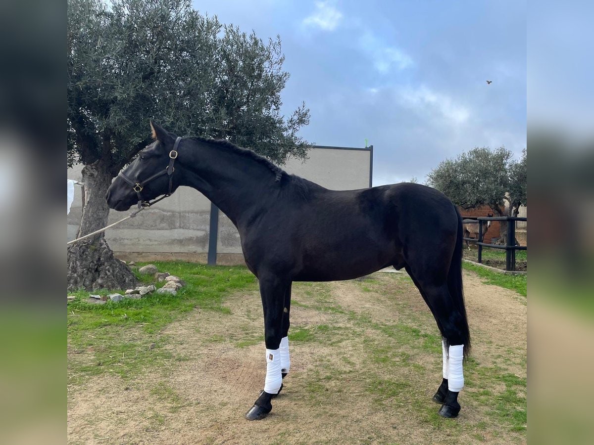 PRE Stallion 4 years 15,2 hh Black in Santa Marta